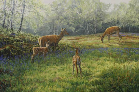 Red deer hinds and calves picture